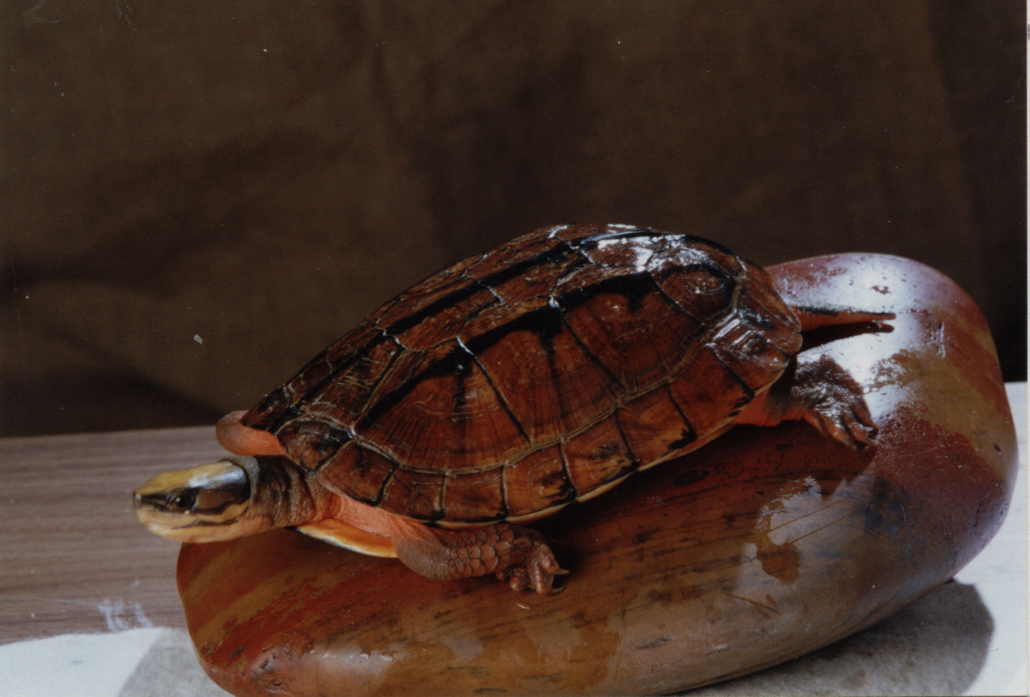 红面蛋龟/红面泥龟的饲养方式 - 知乎
