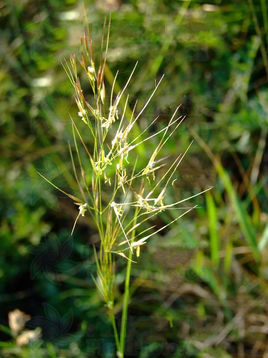 大針茅植物