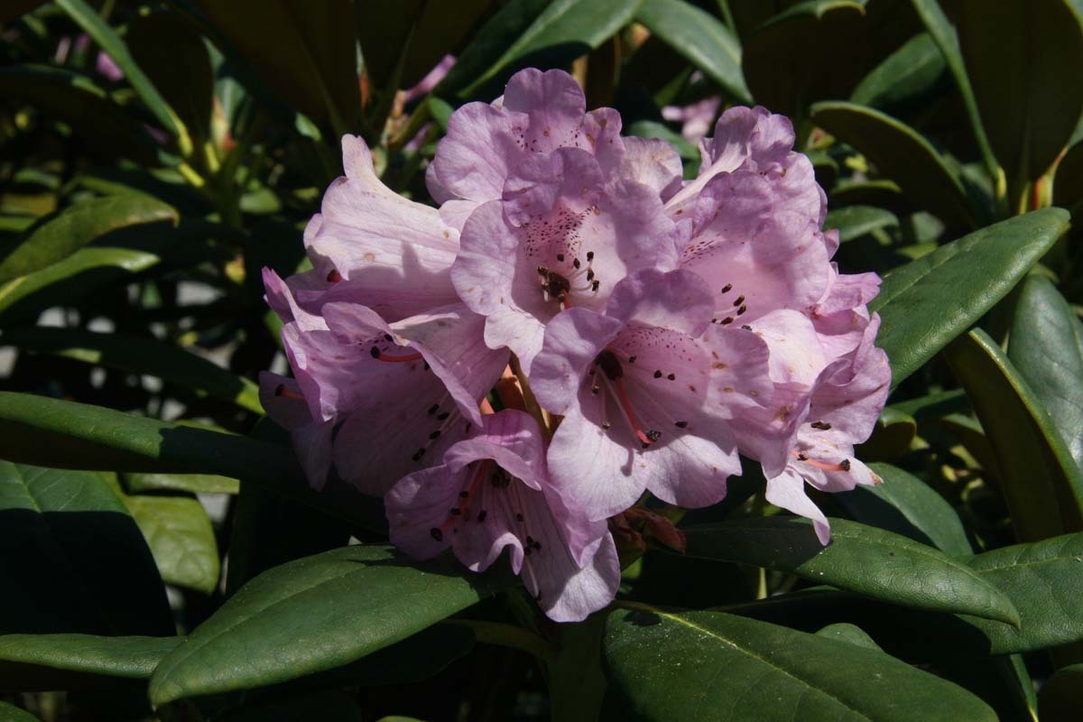 钟花杜鹃(植物)