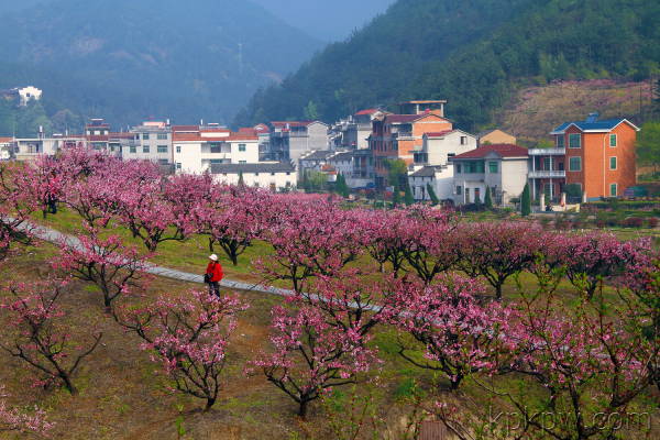 桃花坞 (行政区划)