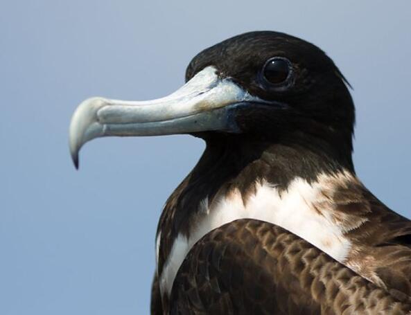 丽色军舰鸟(动物)丽色军舰鸟(学名:fregatamagnific