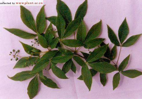 掌状复叶在短枝上簇生,在长枝上互生;小叶3,椭圆形至长椭圆状披针形