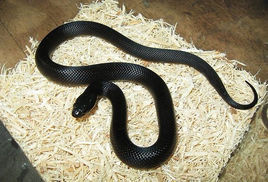 墨西哥黑色王蛇(动物)_技点百科