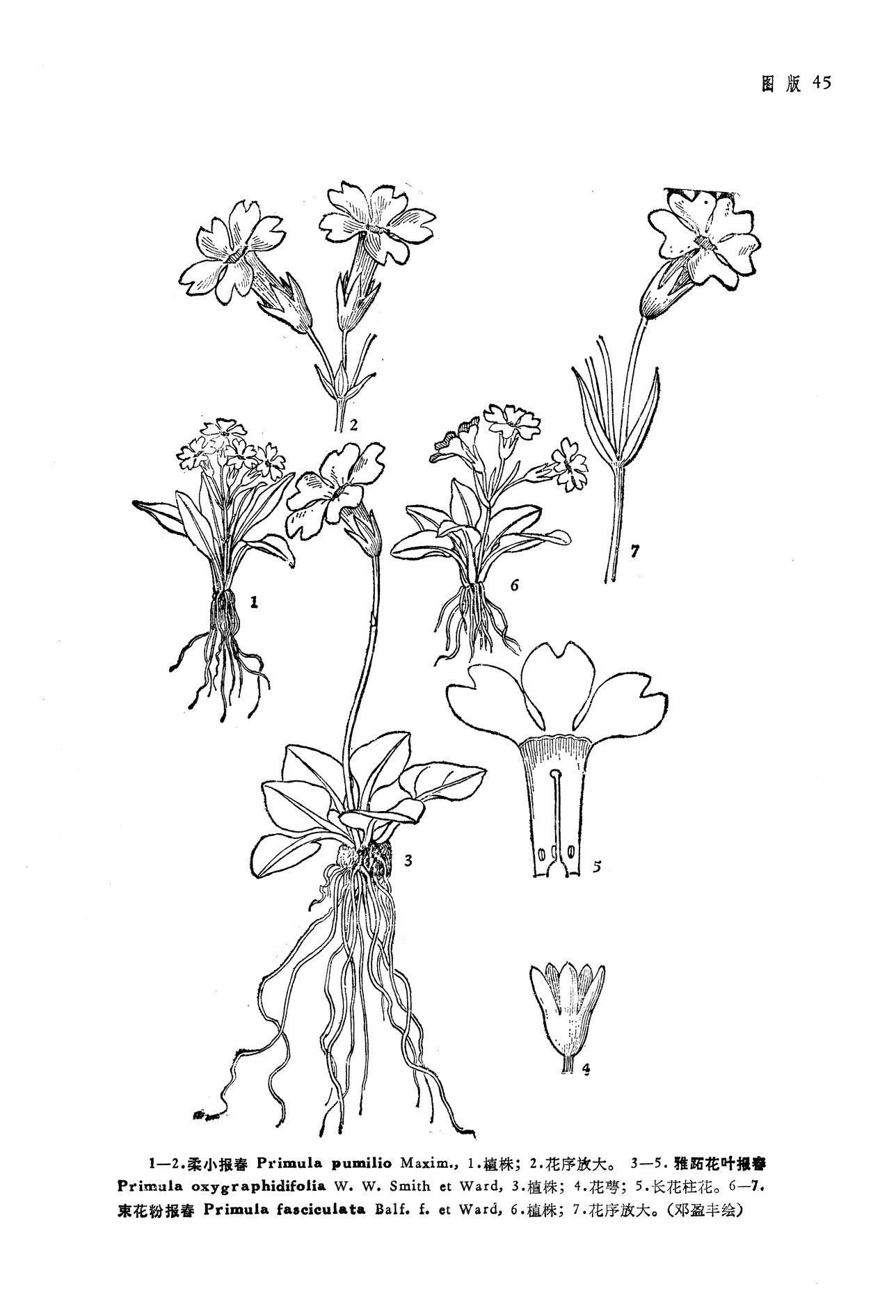 被子植物的简笔画图片