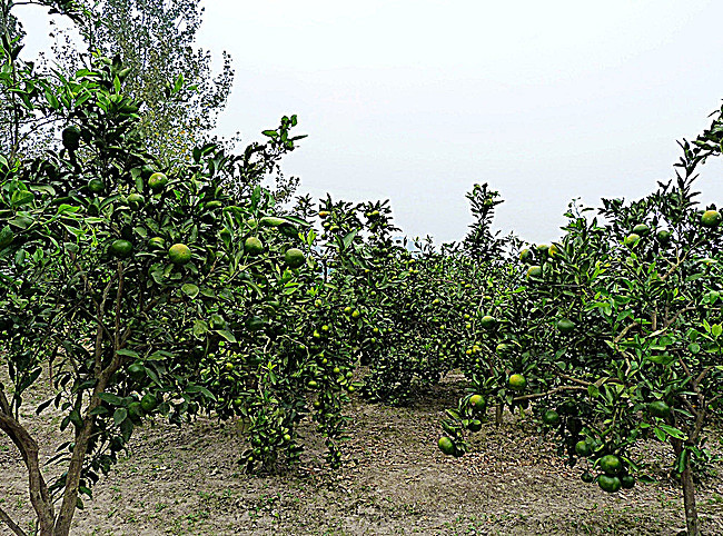 柚子樹 (植物)