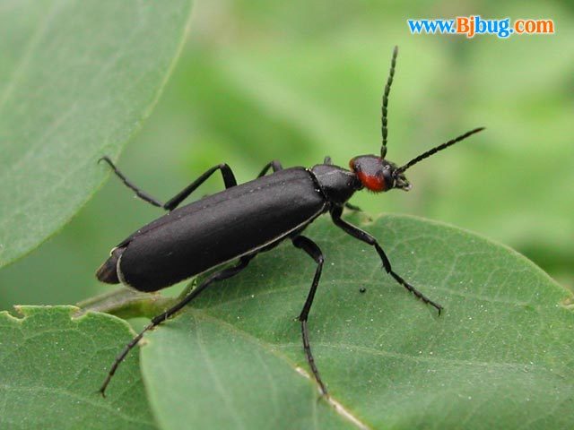 前期和后期的幼虫的基本体制(原足型,多足型等)都发生变化,称为复变态