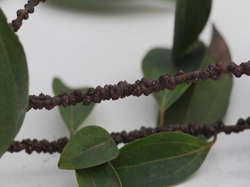 春尺蛾其他生物相关