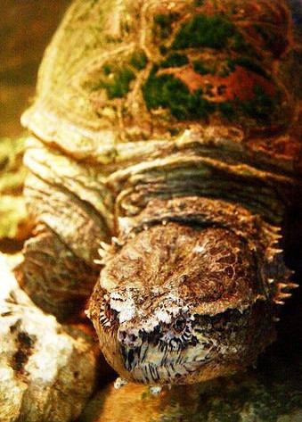 拟鳄龟品种图片