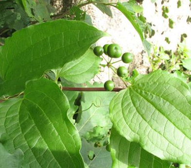 鲇鱼须草药图片