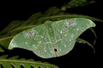 钩镰翅绿尺蛾动物