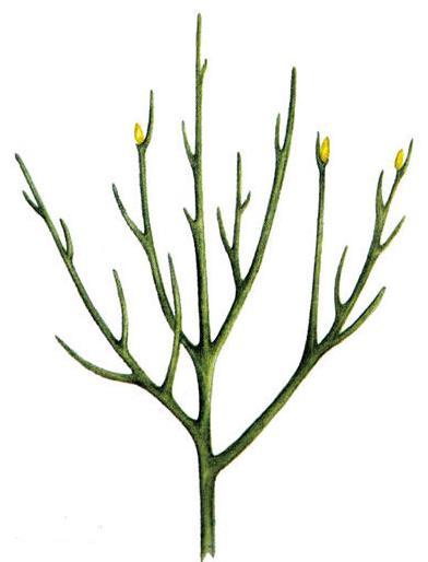 莱尼蕨(植物)_技点百科