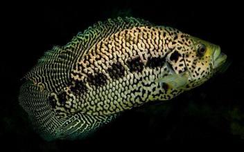 花豹石头鱼动物