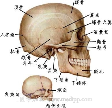 翼点(生物化学品)翼点是位于颅骨颞窝下部较薄弱部位,在额,顶,颞,蝶骨