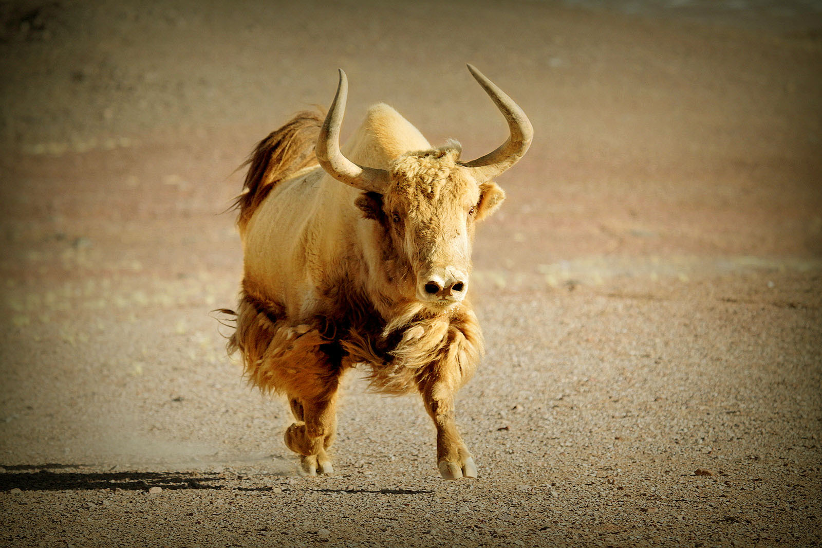 金丝野牦牛高清图图片