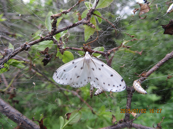 女贞尺蛾 (动物)