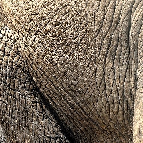 象皮(中医学与中药学)