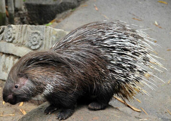 冠豪猪动物