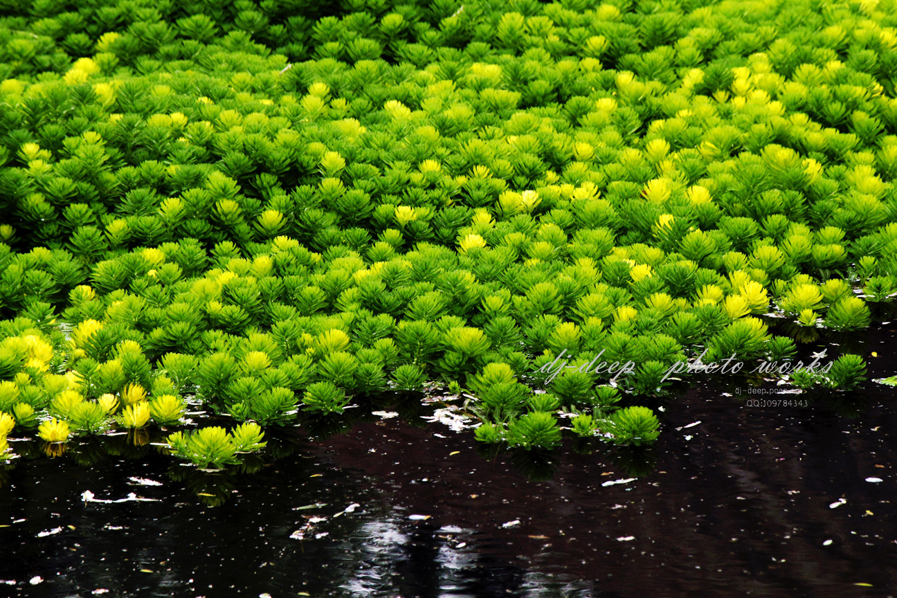 藻类植物 生活环境图片
