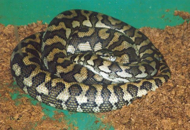 澳洲钻石蟒 (动物)