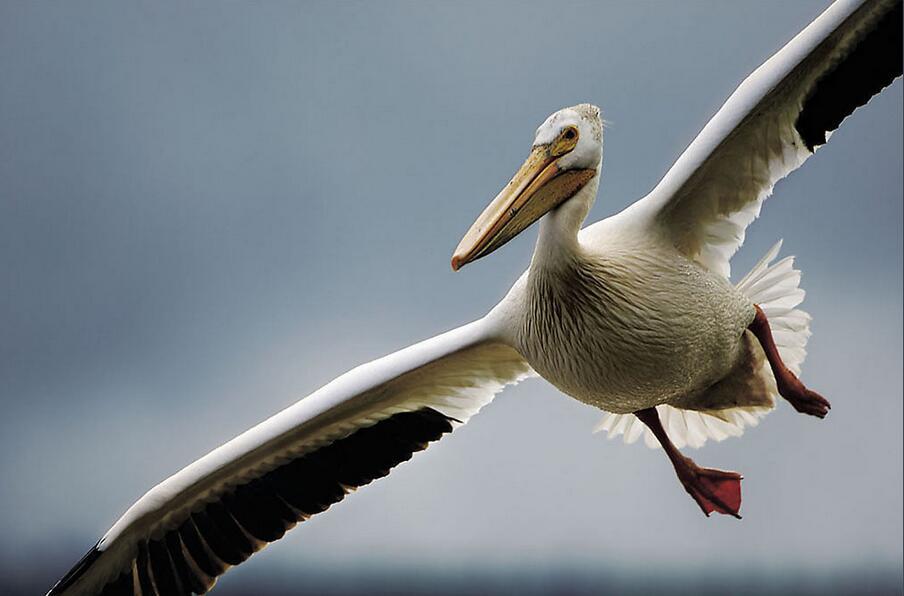 鹈鹕VS篮网直播