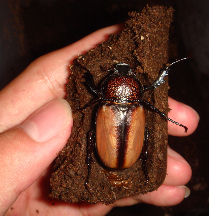 戴褐臂金龟 (动物)