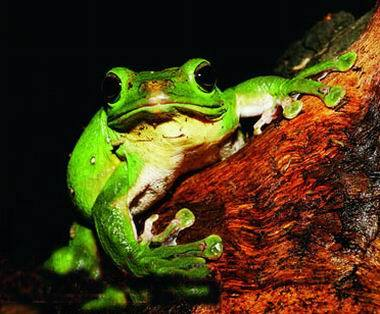 棘蛙(其他生物相关)