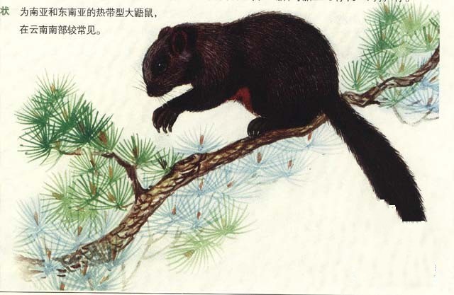 灰背大鼯鼠 (动物)