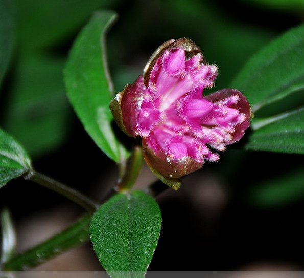 芳香喇叭菌(其他生物相关)
