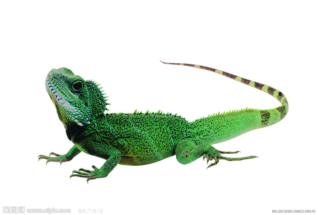 蜥蜴目(动物)蜥蜴目是爬行纲动物中种类最多的一个类群,多数为中,小型