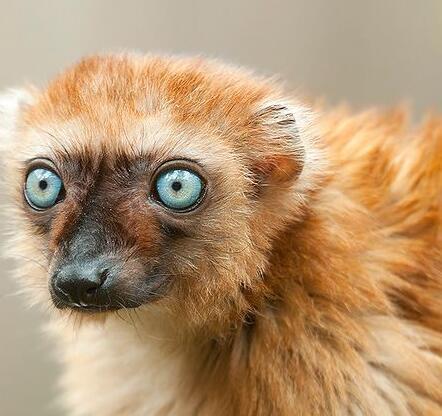 蓝眼黑美狐猴 (动物)