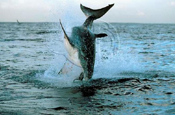 鼠鲨(动物)鼠鲨,又名大西洋鲭鲨,是鼠鲨科的远洋大型鲨鱼