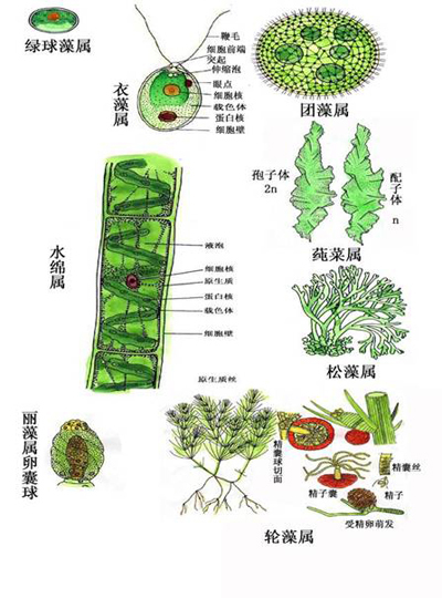 (其他生物相關)見於綠藻,硅藻,接合藻,褐藻,紅藻等一些藻類的葉綠體中