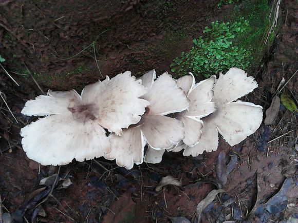 鬥雞菇(菌物)簡介名稱因地而異,廣東稱雞樅,潮汕稱雞肉菇,臺灣和福建