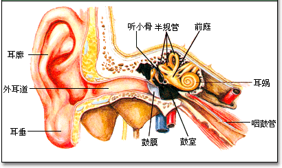 人耳半规管的示意图图片