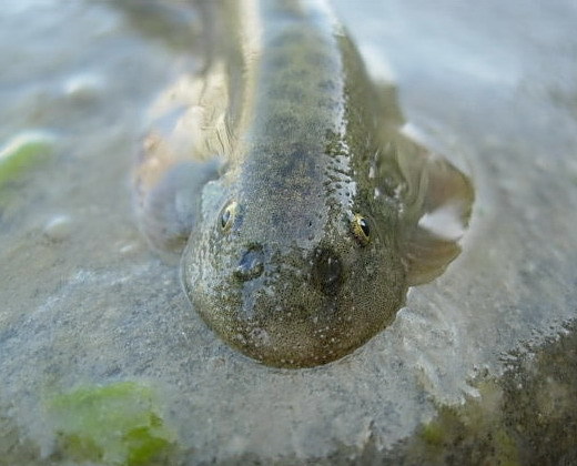 台东间爬岩鳅 (其他生物相关)