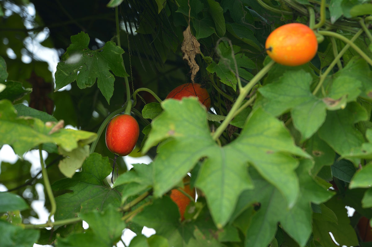 栝樓 (植物)