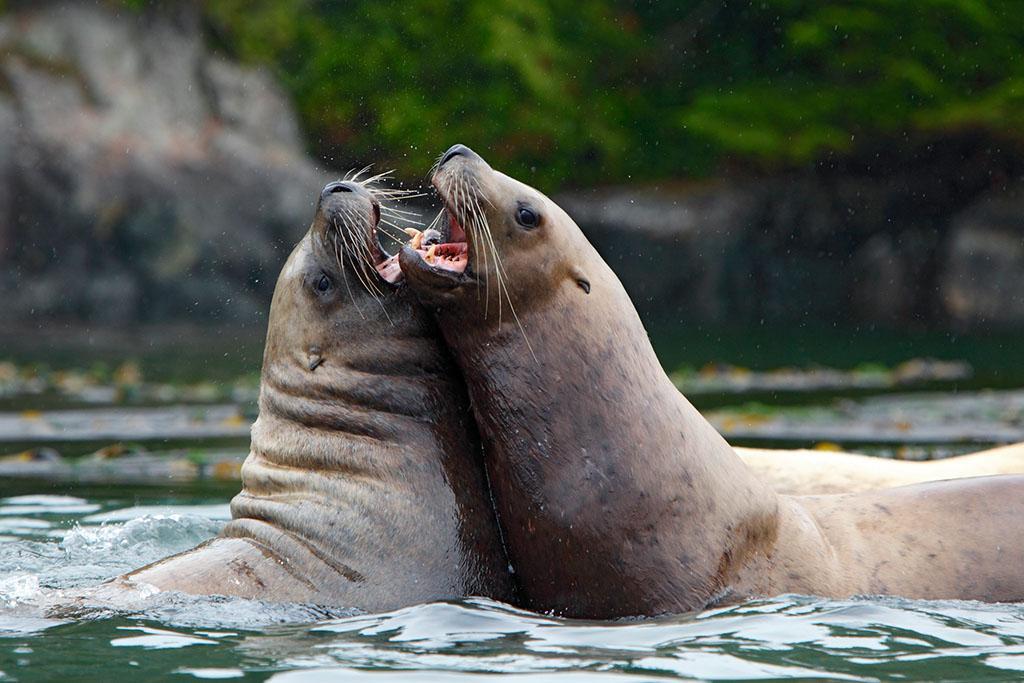 北海狮是海狮科最大的一种,体型瘦长,头顶略凹,眼大,颈长,全身主要为