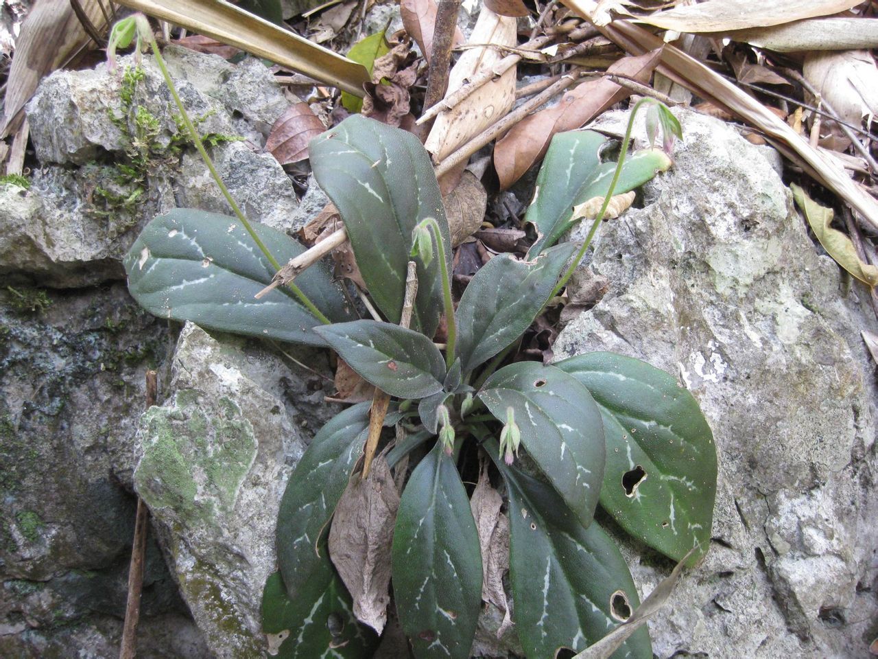 微斑唇柱苣苔(植物)