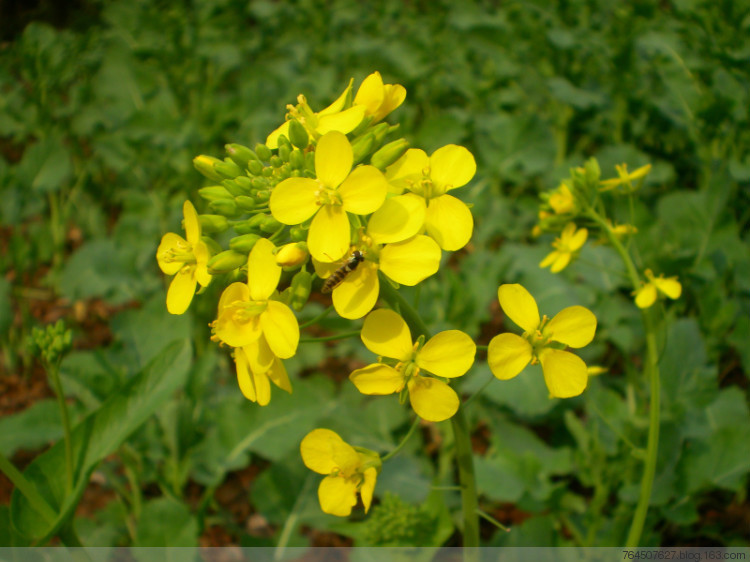 学名brassicanapusl.