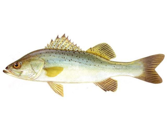 鲈科(其他生物相关)