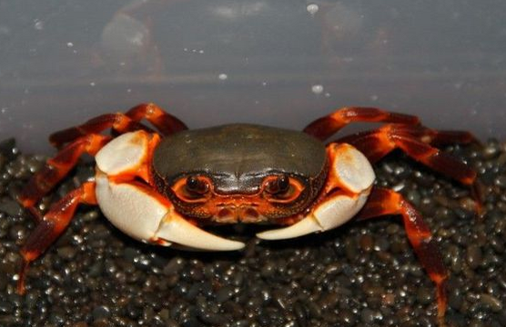 细肢非拟溪蟹 (动物)