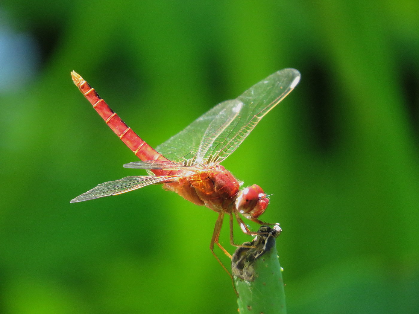 晚霞中的红蜻蜓，原创摄影|红蜻蜓|晚霞|摄影_新浪新闻