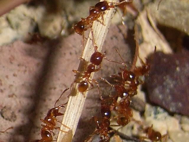 近缘巨首蚁动物