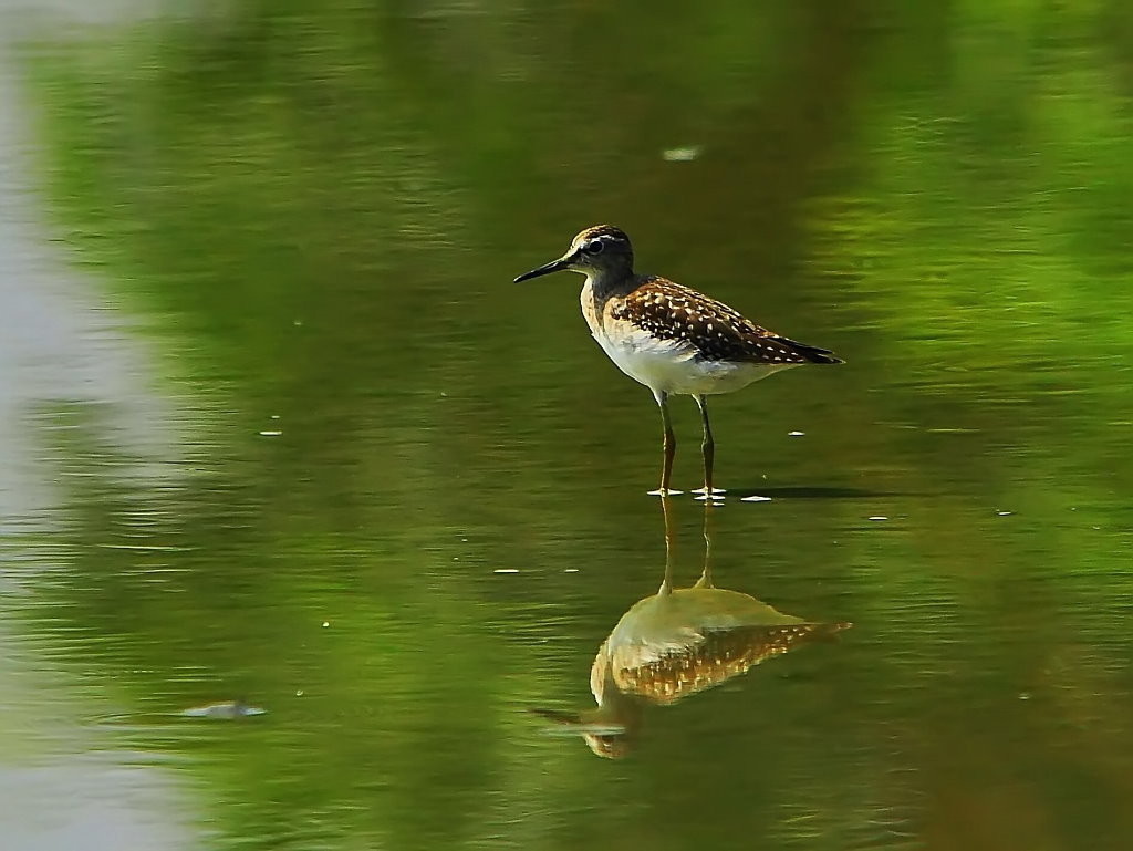 扇尾灵鹫(神话人物)