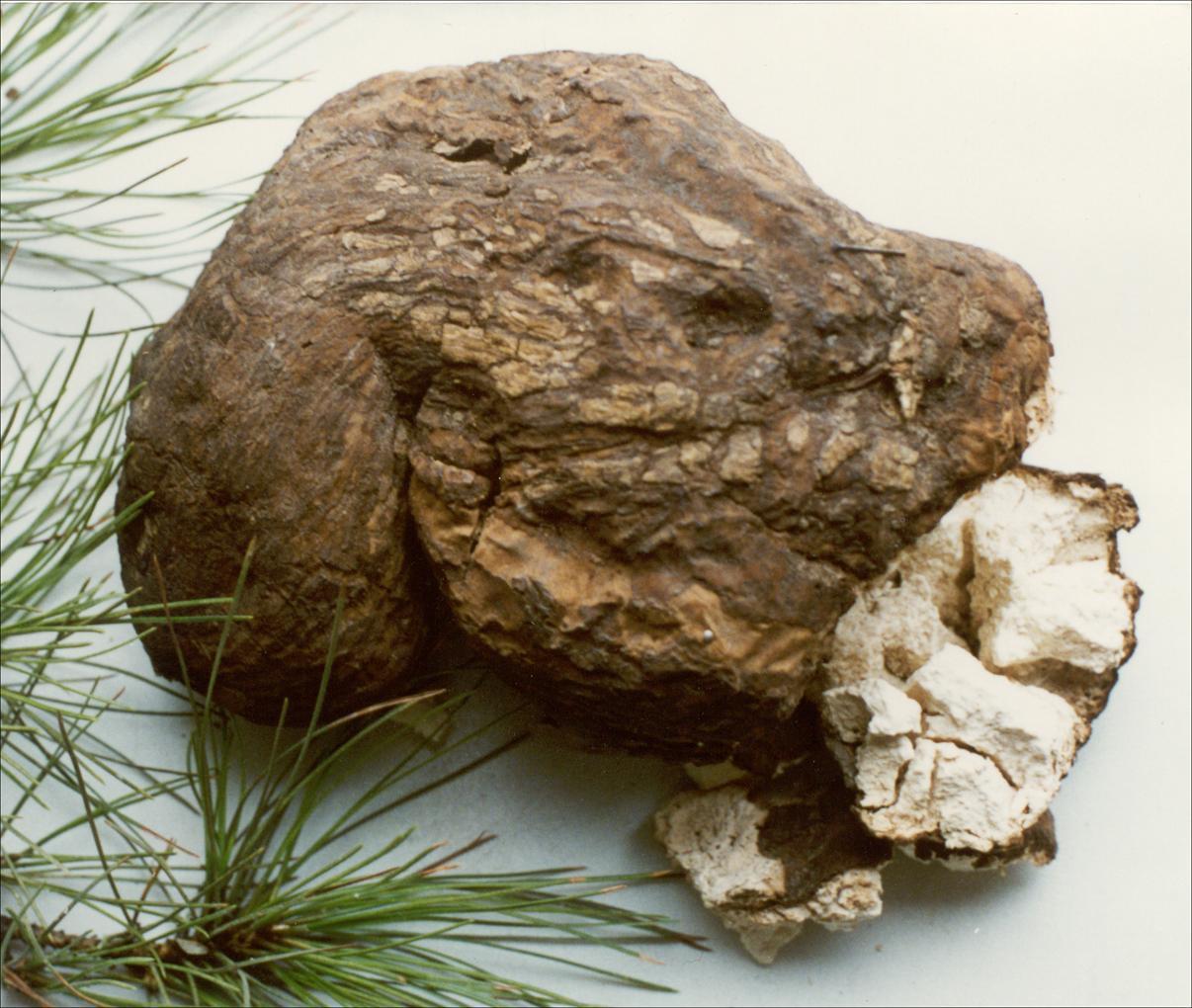 海浮石(中医学与中药学)海浮石化学组成有颇大的出入.