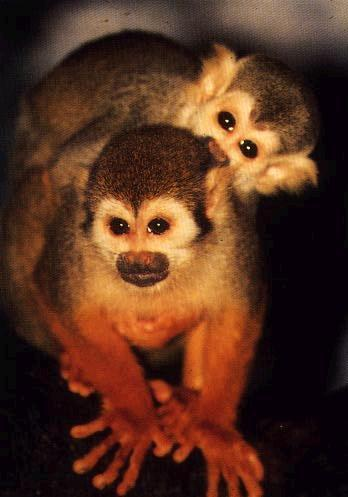 black-crownedsquirrelmonkey领域提 交猴科动物灵长类动物生物动物