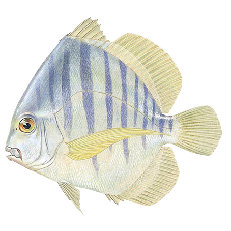 条纹鸡笼鲳动物