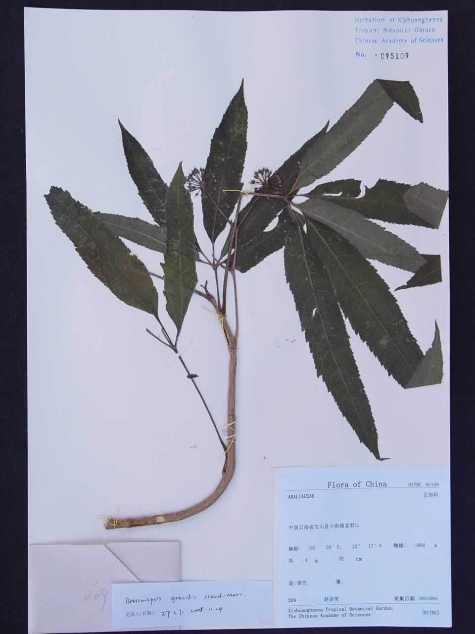 细梗罗伞 (植物)