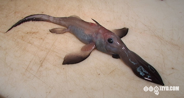 叶吻银鲛 (其他生物相关)