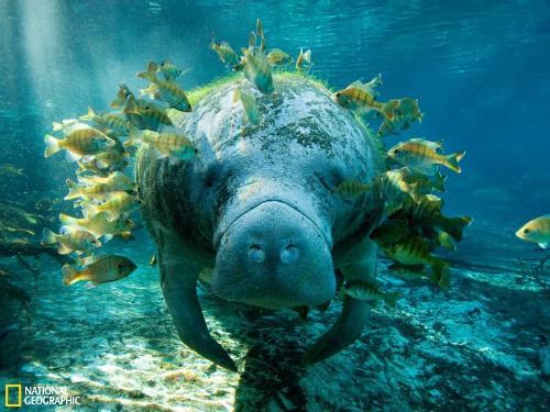 儒艮科其他生物学相关